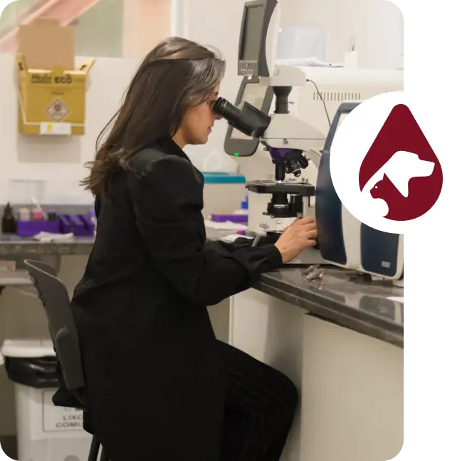 Dra. Mariana Duarte analisando lâmina no microscópio